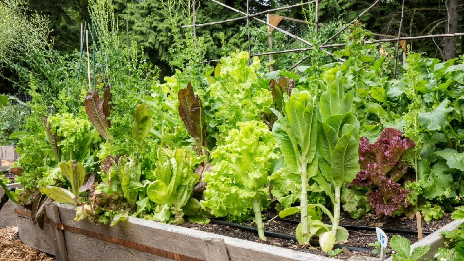 Fast Growing Vegetables You Can Harvest in 30–60 Days